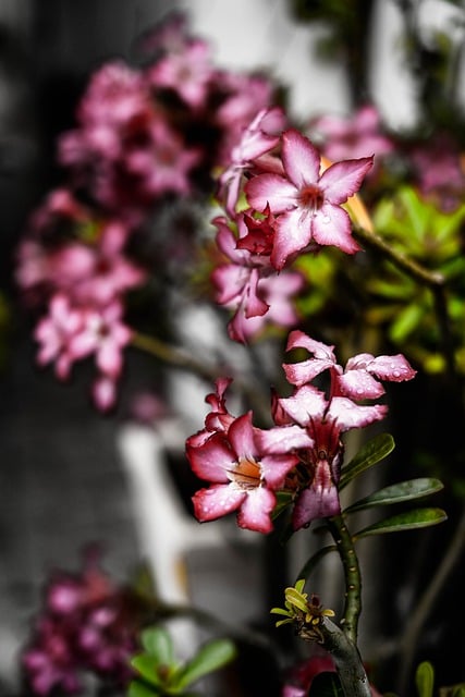 Free download flowers petals pink spring garden free picture to be edited with GIMP free online image editor