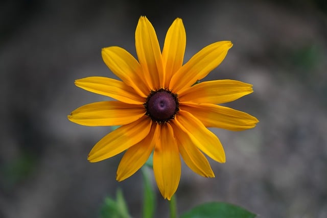Free download flowers petals plant spring nature free picture to be edited with GIMP free online image editor