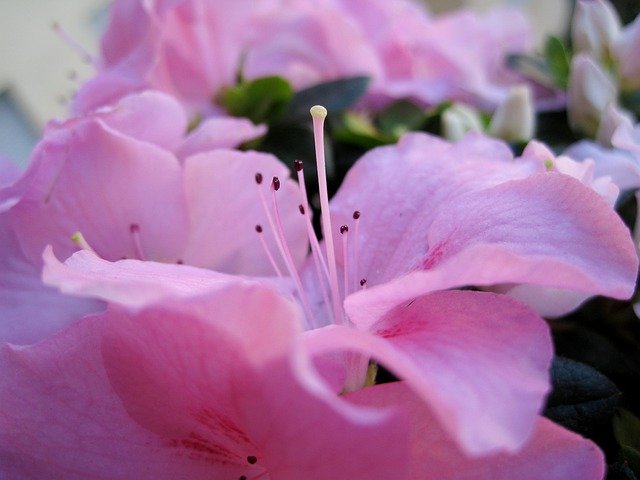 Descarga gratuita Flowers Petals Rosa - foto o imagen gratis y gratuita para editar con el editor de imágenes en línea GIMP