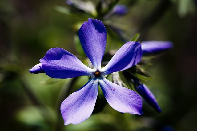 Free download flowers petals spring bloom garden free picture to be edited with GIMP free online image editor