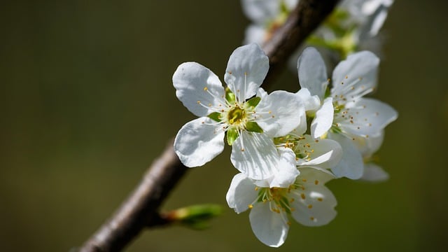 Free download flowers petal stamen branch free picture to be edited with GIMP free online image editor