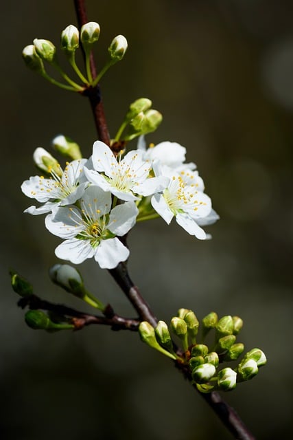 Free download flowers petal stamen bud branch free picture to be edited with GIMP free online image editor