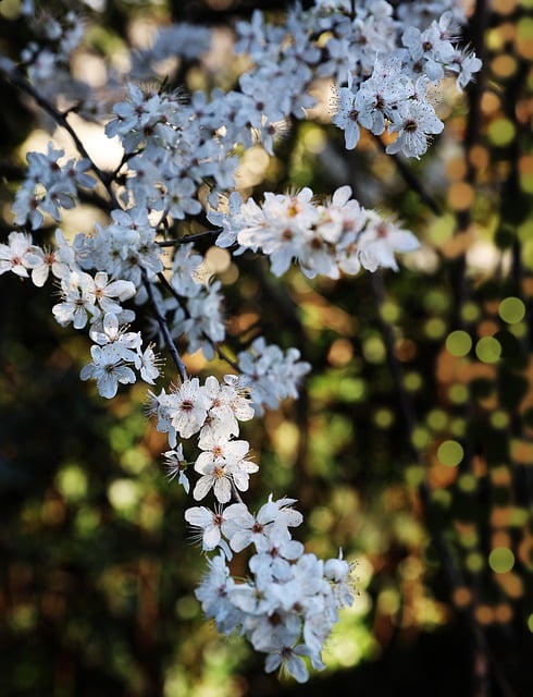 Free download flowers petals tree branch blossom free picture to be edited with GIMP free online image editor