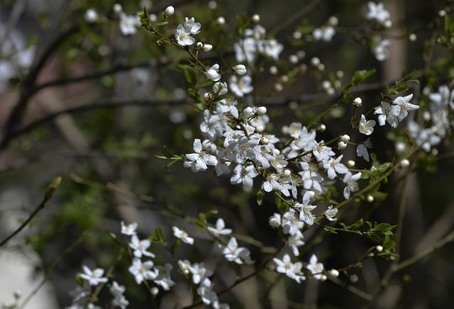 Free download flowers petals tree leaves spring free picture to be edited with GIMP free online image editor