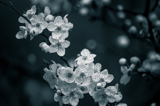 Free download flowers petals tree spring bloom free picture to be edited with GIMP free online image editor