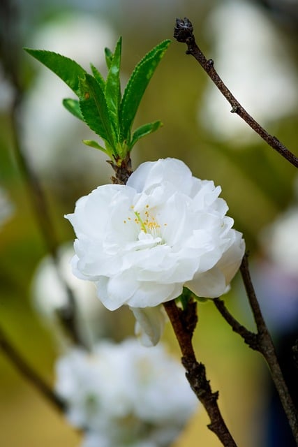 Free download flowers petal white branch free picture to be edited with GIMP free online image editor