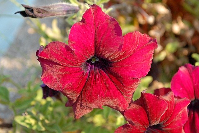 Bezpłatne pobieranie Kwiaty Petunie - bezpłatne zdjęcie lub obraz do edycji za pomocą internetowego edytora obrazów GIMP
