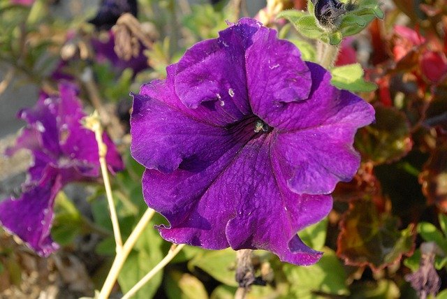 Muat turun percuma Flowers Petunias Garden - foto atau gambar percuma untuk diedit dengan editor imej dalam talian GIMP