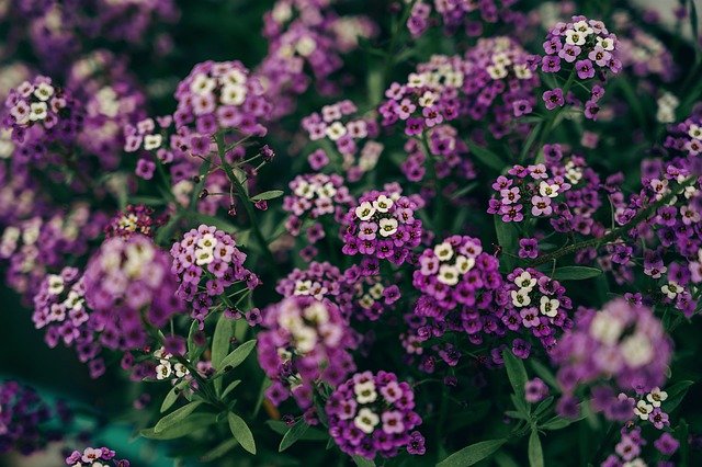 Free download flowers phlox purple botany bloom free picture to be edited with GIMP free online image editor