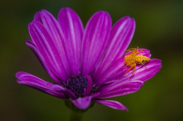 Descarga gratuita Flower Spider Arachnid: foto o imagen gratuita para editar con el editor de imágenes en línea GIMP