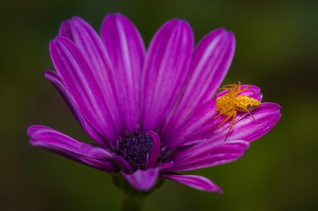 ดาวน์โหลดฟรี Flower Spider Arachnid - ภาพถ่ายหรือรูปภาพฟรีที่จะแก้ไขด้วยโปรแกรมแก้ไขรูปภาพออนไลน์ GIMP