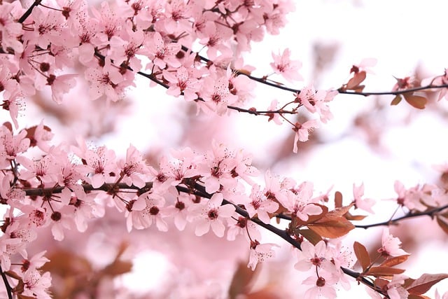 Free download flowers pink flowering branch free picture to be edited with GIMP free online image editor