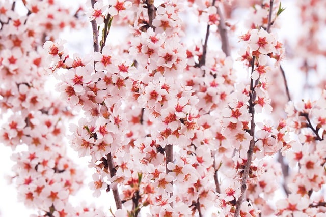 Free download flowers pink flowering spring free picture to be edited with GIMP free online image editor