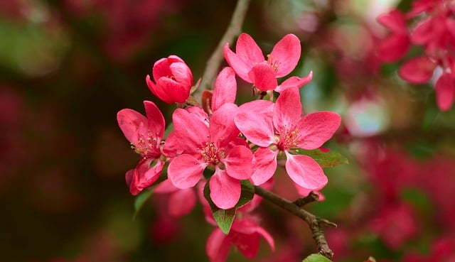 Free download flowers pink flowers garden nature free picture to be edited with GIMP free online image editor