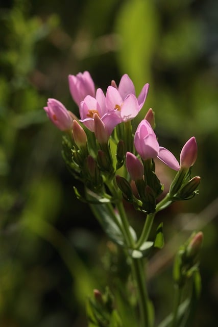 Free download flowers pink flowers petals free picture to be edited with GIMP free online image editor