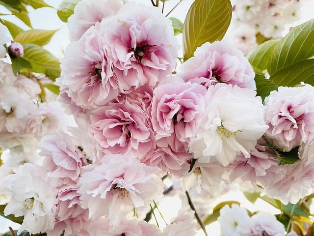 Free download flowers pink flowers spring free picture to be edited with GIMP free online image editor