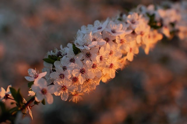Free download flowers pink flowers sunset nature free picture to be edited with GIMP free online image editor