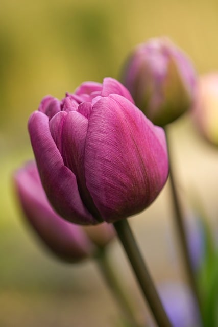Free download flowers pink flowers tulips free picture to be edited with GIMP free online image editor