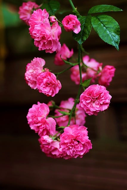 Free download flowers pink nature bouquet roses free picture to be edited with GIMP free online image editor