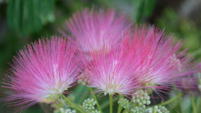 Baixar Flowers Pink Nice - foto ou imagem grátis para ser editada com o editor de imagens online GIMP