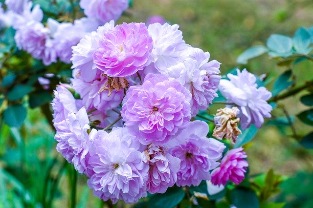 मुफ्त डाउनलोड फूल गुलाबी गुलाब के फूल - जीआईएमपी ऑनलाइन छवि संपादक के साथ संपादित करने के लिए मुफ्त फोटो या तस्वीर