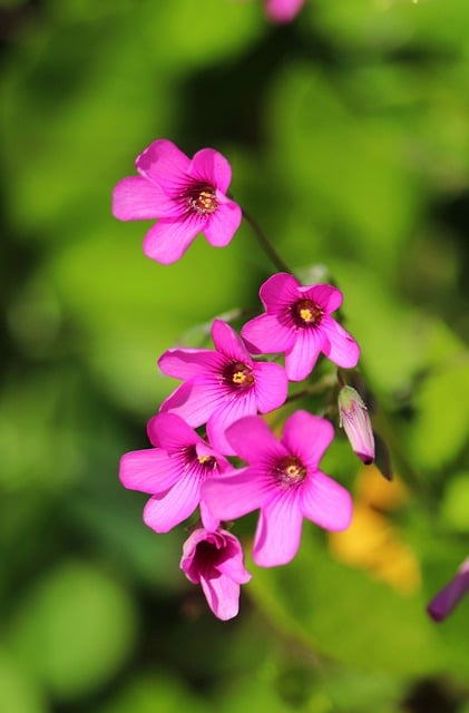 Free download flowers pink sorrel pink wood sorrel free picture to be edited with GIMP free online image editor