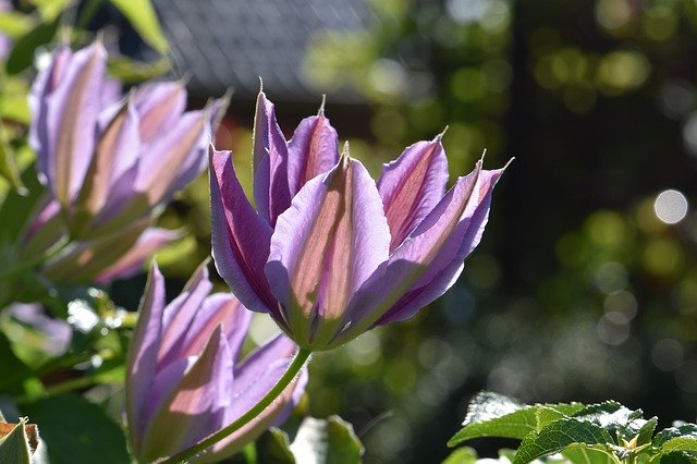 免费下载 Flowers Pink-White Nature Close - 可使用 GIMP 在线图像编辑器编辑的免费照片或图片