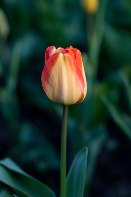 Free download flowers plant beautiful flowers free picture to be edited with GIMP free online image editor