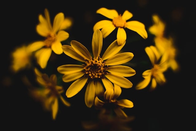 Free download flowers plant bloom blossom botany free picture to be edited with GIMP free online image editor