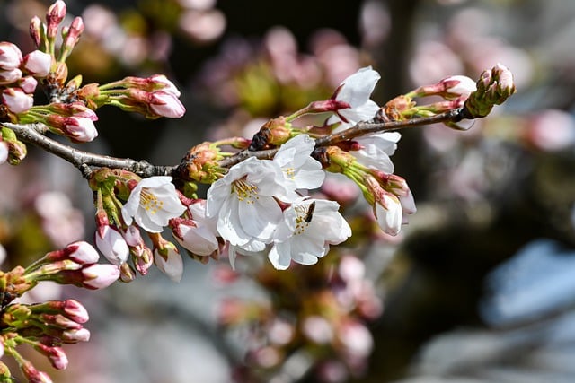 Free download flowers plant cherry blossoms free picture to be edited with GIMP free online image editor