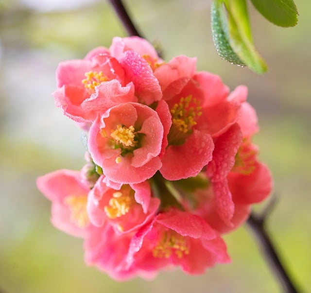 Free download flowers plant in full bloom autumn free picture to be edited with GIMP free online image editor