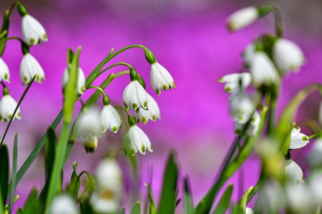 Free download flowers plant lily of the valley free picture to be edited with GIMP free online image editor