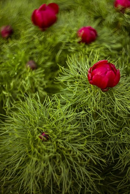 قم بتنزيل صورة مجانية مجانية للزهور والنباتات والفاوانيا والنباتات والطبيعة لتحريرها باستخدام محرر الصور المجاني عبر الإنترنت GIMP