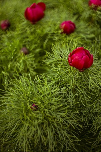 Téléchargement gratuit de fleurs, plantes, pivoines, flore, nature, image gratuite à modifier avec l'éditeur d'images en ligne gratuit GIMP