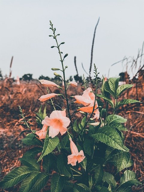แม่แบบภาพถ่ายดอกไม้พืชสีชมพู - สำหรับ OffiDocs