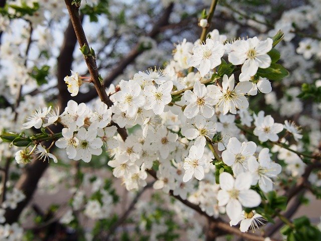 Bezpłatne pobieranie Flowers Plant Pond - bezpłatne zdjęcie lub obraz do edycji za pomocą internetowego edytora obrazów GIMP