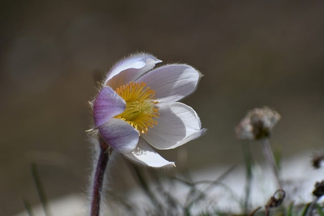 Free download flowers plants anemone nature free picture to be edited with GIMP free online image editor