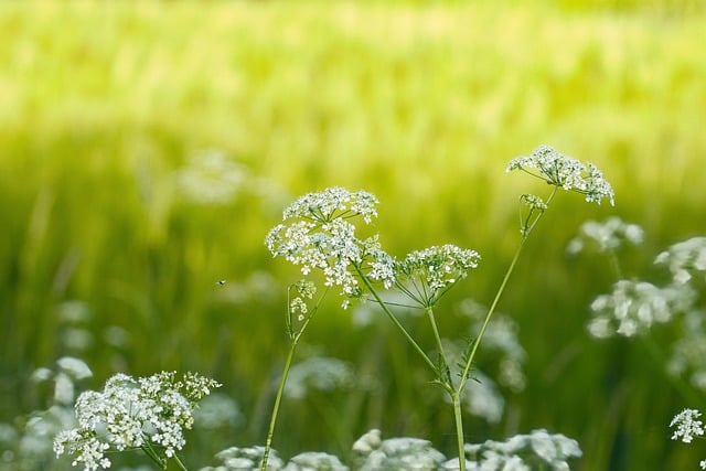 Free download flowers plants field summer bokeh free picture to be edited with GIMP free online image editor