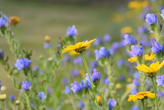 Free download flowers plants flower bed botanical free picture to be edited with GIMP free online image editor