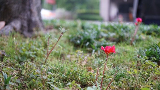 무료 다운로드 꽃 식물 꽃밭 - 무료 사진 또는 김프 온라인 이미지 편집기로 편집할 수 있는 사진