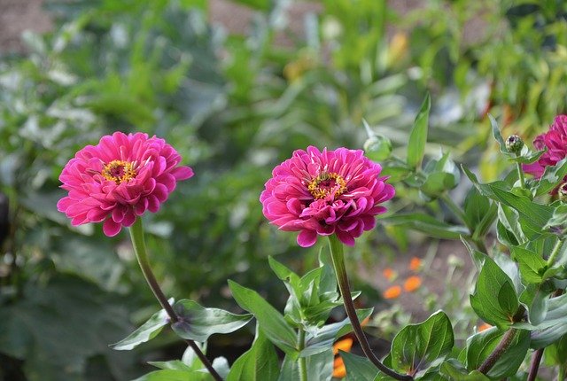 Muat turun percuma Flowers Plants Flowering Plant templat foto percuma untuk diedit dengan editor imej dalam talian GIMP