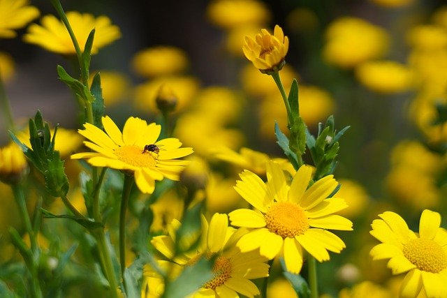 Free download flowers plants house fly free picture to be edited with GIMP free online image editor