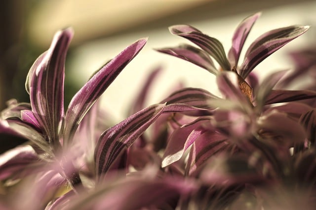 Free download flowers plants leaves macro free picture to be edited with GIMP free online image editor