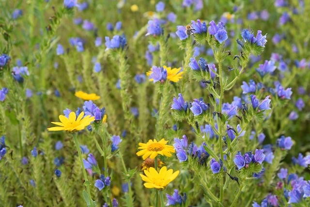 قم بتنزيل صورة مجانية لحقول الزهور والنباتات والطبيعة مجانًا لتحريرها باستخدام محرر الصور المجاني عبر الإنترنت GIMP