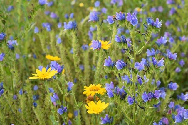 Free download flowers plants nature field free picture to be edited with GIMP free online image editor