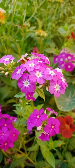 Free download flowers plants petals garden free picture to be edited with GIMP free online image editor