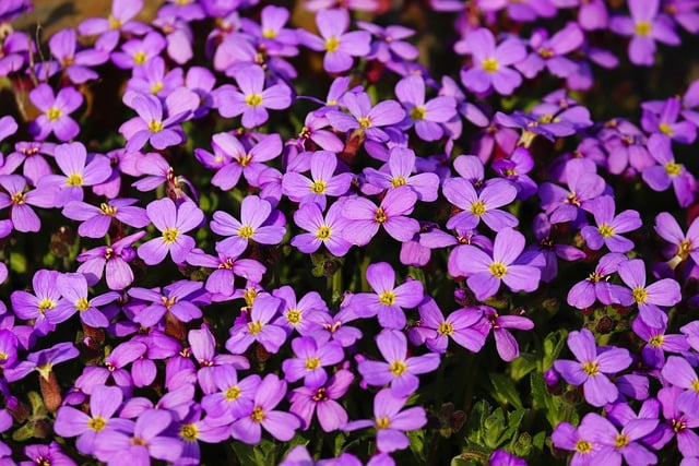 Free download flowers plants pink free picture to be edited with GIMP free online image editor