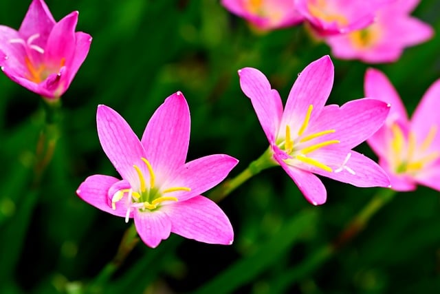 Free download flowers plants pink rain lily bloom free picture to be edited with GIMP free online image editor