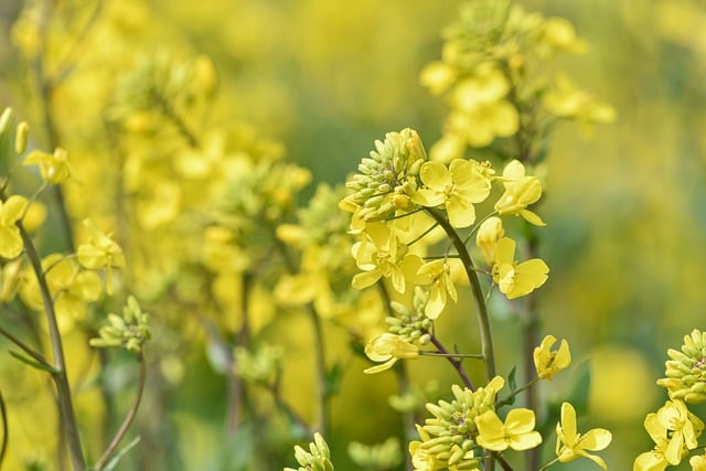 Free download flowers plants rape blossoms free picture to be edited with GIMP free online image editor