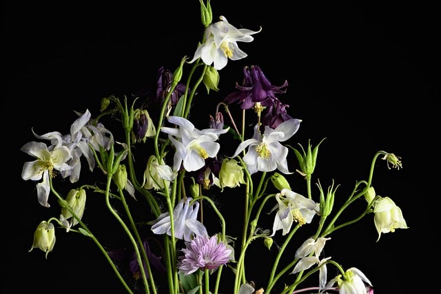 Free download flowers plants stem angiosperms free picture to be edited with GIMP free online image editor